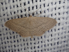 Scopula optivata