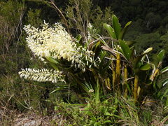 Dendrobium speciosum