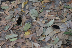 Lexias albopunctata albopunctata