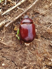 Phyllognathus excavatus
