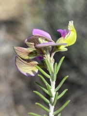 Polygala teretifolia