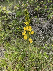 Eulophia speciosa