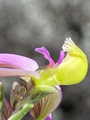 Polygala teretifolia