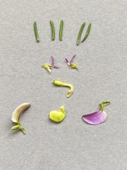 Polygala teretifolia