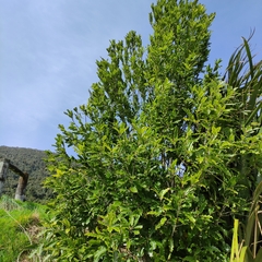 Pittosporum eugenioides