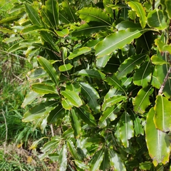 Pittosporum eugenioides