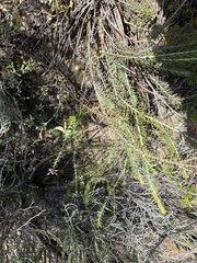 Polygala teretifolia