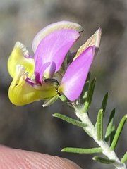 Polygala teretifolia