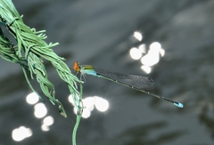 Pseudagrion rubriceps