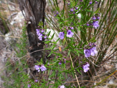 Prostanthera scutellarioides
