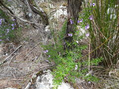 Prostanthera scutellarioides