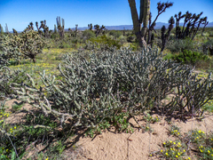 Cylindropuntia calmalliana