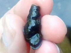 Juga plicifera
