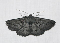 Melanodes anthracitaria