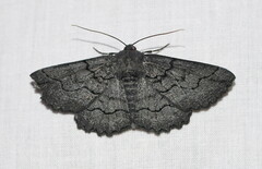 Melanodes anthracitaria