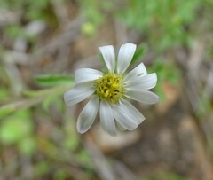 Vittadinia
