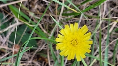 Pilosella officinarum