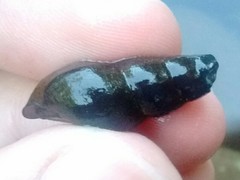 Juga plicifera