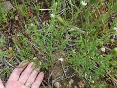 Vittadinia