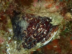 Modiolus modiolus