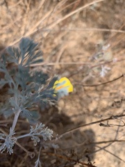 Eschscholzia californica