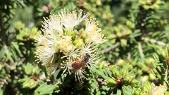 Leioproctus maculatus