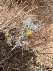Eschscholzia californica