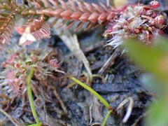 Drosera pygmaea