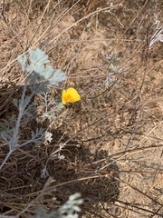 Eschscholzia californica