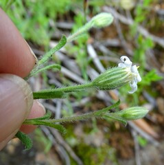Vittadinia