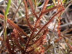 Selaginella uliginosa