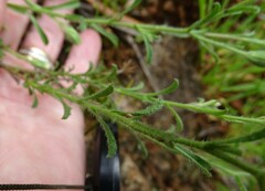 Vittadinia