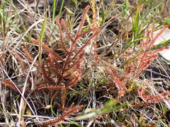 Selaginella uliginosa