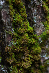 Nyholmiella obtusifolia
