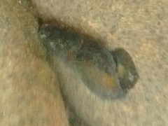 Juga plicifera