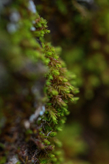 Nyholmiella obtusifolia