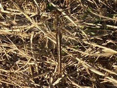 Sympetrum pallipes