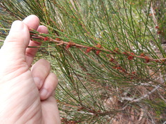 Allocasuarina rigida rigida