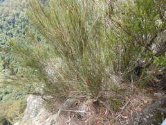 Allocasuarina rigida rigida