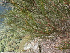 Allocasuarina rigida rigida