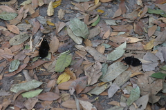 Lexias albopunctata albopunctata