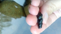 Juga plicifera