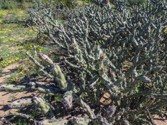 Cylindropuntia calmalliana