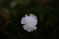 Delicatula integrella