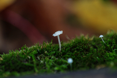 Delicatula integrella