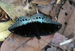 Lexias pardalis jadeitina