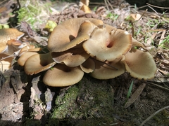 Polyporus