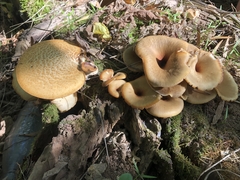Polyporus