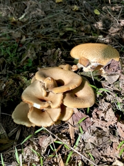 Polyporus