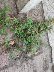 Oldenlandia corymbosa